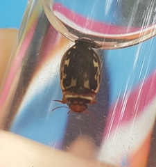 Platambus maculatus