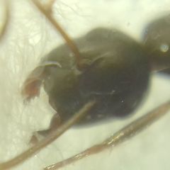 Camponotus fallax