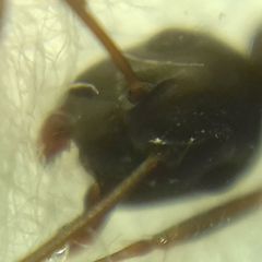 Camponotus fallax