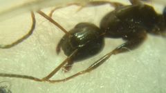 Camponotus fallax