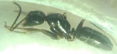 Camponotus fallax