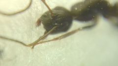 Camponotus fallax
