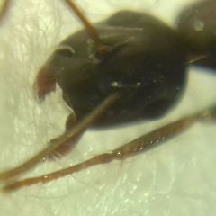 Camponotus fallax