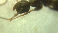 Camponotus fallax