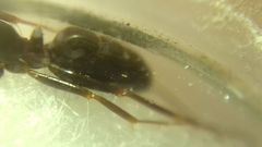 Camponotus fallax