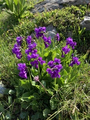 Primula latifolia