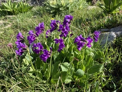 Primula latifolia