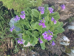Primula latifolia