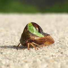 Smilia camelus