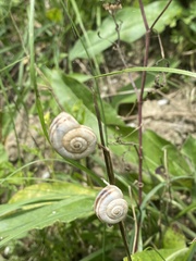 Xerolenta obvia
