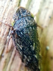 Aphrodini