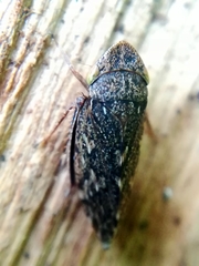 Aphrodini