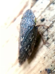 Aphrodini