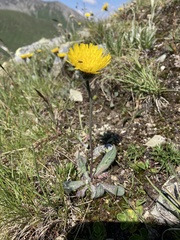 Hieracium piliferum