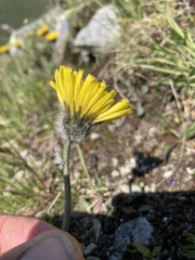 Hieracium piliferum