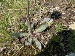 Hieracium piliferum
