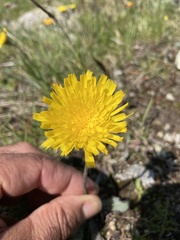 Hieracium piliferum