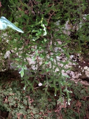 Selaginella underwoodii