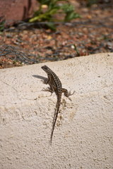 Sceloporus occidentalis