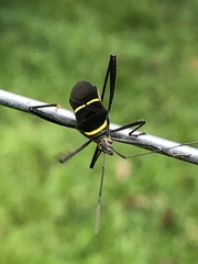 Phthia lunata