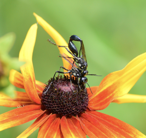 Gold-marked Thread-waisted Wasp photo 4