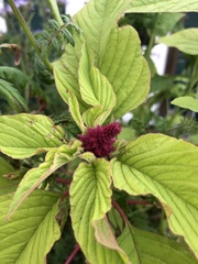 Amaranthus caudatus