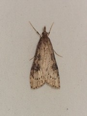 Udea turmalis
