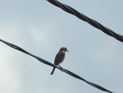 Phoenicurus phoenicurus