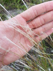 Schizachyrium gracile
