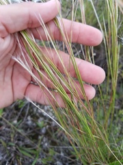 Schizachyrium gracile