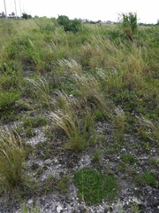 Schizachyrium gracile