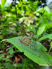 Pagyris cymothoe