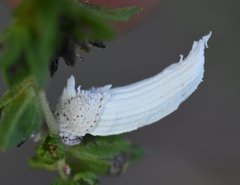 Crypticerya genistae