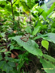 Pagyris cymothoe