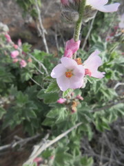 Malacothamnus clementinus