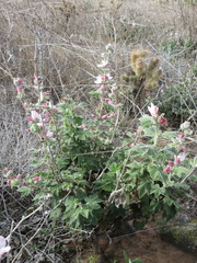 Malacothamnus clementinus