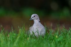 Streptopelia decaocto