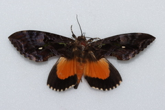 Eudocima divitiosa