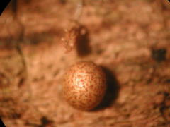 Lycogala exiguum