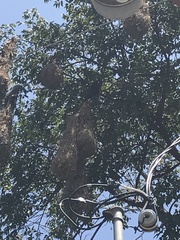 Psarocolius montezuma