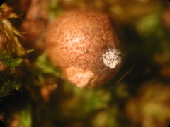Lycogala exiguum