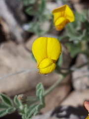 Acmispon oroboides