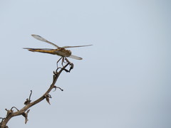 Libellula semifasciata