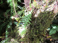 Notogrammitis heterophylla