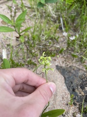 Platanthera clavellata image