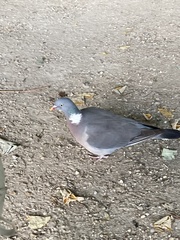 Columba palumbus
