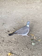 Columba palumbus
