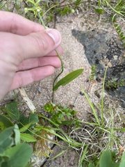 Platanthera clavellata image