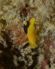 Image of Siphopteron flavum