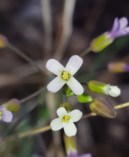 Boechera porphyrea